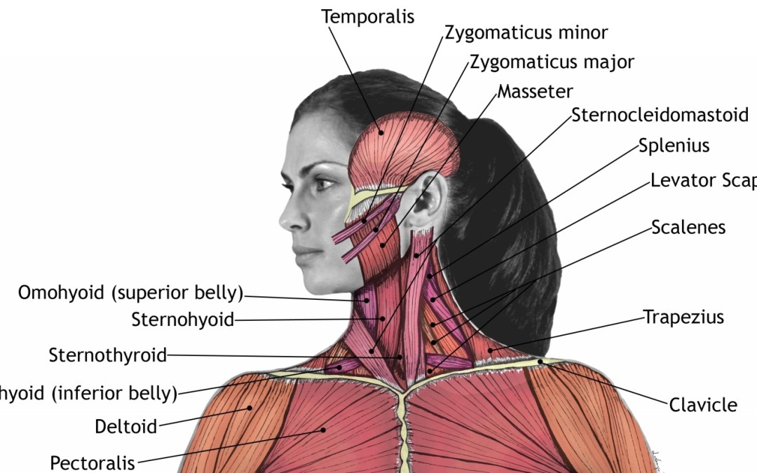 How Your Body Works